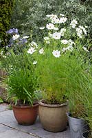 Cosmos bipinnatus 'Purity' in terracotta pots at Glebe Cottage