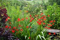 Crocosmia 'Lucifer' near bench at Glebe Cottage with honeysuckle in the background