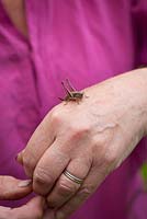 Grasshopper on Carol Klein's hand