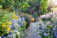 Dramatic border of Asters, Rudbeckia and shrubs including Aster frikartii Monch and Aster novae angliae 'Anabelle de Chazal' - The Picton Garden, Colwall