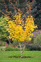 Acer cappadocicum 'Aureum' - Caucasian Maple