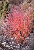 Cornus sanguinea 'Midwinter Fire' with Aster amellus 'Violet Queen'