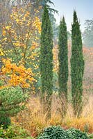 Cupressus sempervirens 'Totem Pole' with Acer x hilleri 'Summer Gold' in Autumn mixed border at Foggy Bottom, The Bressingham Gardens, Norfolk, UK.