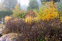 Mixed Autumn border in Adrian's Wood, The Bressingham Gardens, Norfolk, UK.