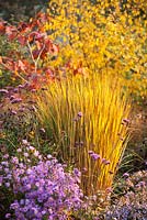 Mixed Autumn border with Aster amellus 'Silbersee', Aster 'Photograph', Betula lenta, Panicum virgatum Northwind, Quercus rubra Aurea and Verbena bonariensis