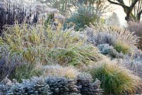 Mixed Perennial and Ornamental Grass border in The Summer Garden in November, Winter. Bressingham Gardens, Norfolk, UK.