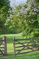 Open five bar gate and Lilac at Wretham Lodge, Norfolk