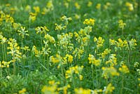 Naturalised Primula veris - Cowslips at Wretham Lodge, Norfolk