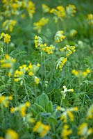 Naturalised Primula veris - Cowslips at Wretham Lodge, Norfolk