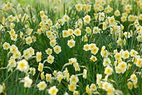 Narcissus 'Sundisc' at Wretham Lodge, Norfolk