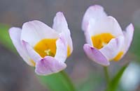 Tulipa - Wretham Lodge, Norfolk