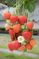 Fragaria x ananassa 'Finesse' - Strawberry