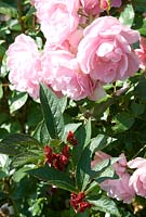 Rosa 'Heritage' a New English shrub rose from 1984, syn 'Ausblush' - Lemon scented with Lonicera involucrata var. ledebourii