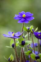 Hepatica 'Millstream Merlin'