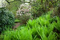 Woodland garden with Matteuccia struthiopteris and Rhododendron 'Lady Alice Fitzwilliam', Shuttlecock fern