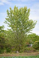Populus balsamifera - Balsam poplar