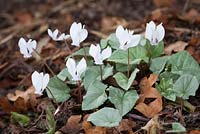 Cyclamen hederifolium var. hederifolium f. hederifolium Silver Cloud Group