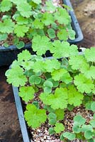 Geranium wallichianum 'Buxton's Variety'. Half seed trays with germinated seed showing true leaves and seed leaves