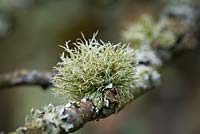 Lichen growing on branch of Cercis siliquastrum