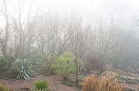 Foggy morning in the woodland garden at Glebe Cottage