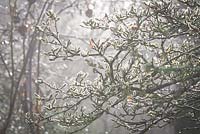 Soft furry buds of Magnolia stellata on a foggy morning at Glebe Cottage