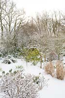 The woodland garden at Glebe Cottage in snow. Cercidiphyllum japonicum f. pendulum