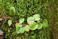 Chrysosplenium davidianum growing in the moss at the base of a tree trunk - Golden Saxifrage