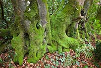 Mossy tree trunks in the woodland garden at Glebe Cottage