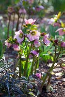 Helleborus x hybridus syn. Helleborus orientalis - Hellebore