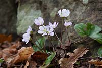 Self sown Hepatica growing at the edge of a path