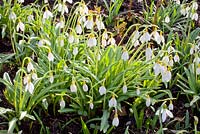 Galanthus plicatus 'Wendy's Gold' - Dial Park