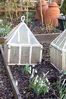 Galanthus - Snowdrops and cloches at Dial Park