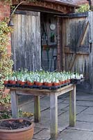 Galanthus in pots on rustic wooden table - Dial Park