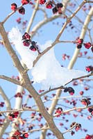 Parrotia persica