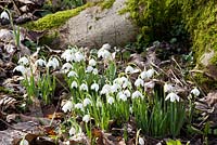 Galanthus nivalis 'Flore Pleno'