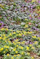 Crocus tommasinianus, Cyclamen coum and Eranthis hyemalis