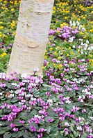 Betula underplanted with Cyclamen coum and Eranthis hyemalis