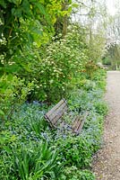 Border beside gravel drive with Fritillaria imperialis, Erythroniums, Viburnum lantana and naturalised Brunnera macrophylla emerging through garden seat - Glen Chantry, Essex