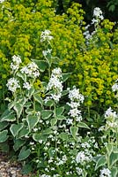 Lunaria annua var albiflora 'Alba Variegata', Myosotis and Euphorbia amygdaloides var. robbiae - Glen Chantry, Essex