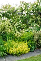 Yellow foliage boder with Euphorbia, Symphytum and origanum. Rambling rose on wooden pergola - Sally and Don Edwards, 15 Abbots Way, Horningsea, Cambridgeshire.