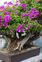 Bougainvillea - Bougainvillea bonsai in training since 1989 - Heathcote Botanical Gardens in Ft. Pierce, Florida