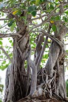 Ficus natalensis - Natal Fig bonsai in training since 1987 - Heathcote Botanical Gardens in Ft. Pierce, Florida
