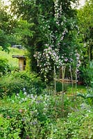 Mixed ornamental and vegetable garden. Roses, sweet rocket, feverfew, Aquilegias and potatoes. Rosa 'Euphrosyne' climbing in to hawthorn tree and view of summerhouse