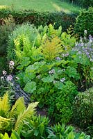 Bog garden with Osmunda regalis, Darmera peltata, Hesperis matronalis, Matteucia struthiopteris and Onoclea sensibilis