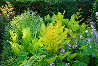 Osmunda regalis. Young foliage backlit by evening sunlight. Darmera peltata, Hesperis matronalis and Matteucia struthiopteris and Onoclea sensibilis