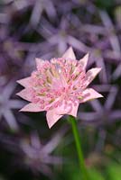 Astrantia major with Allium christophii in background