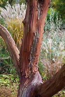 The Savill Garden in Autumn. Arbutus x andrachnoides in the dry garden. Strawberry Tree