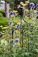 Agriframes plant support amongst Echinops ritro - Globe Thistles at Capel Manor Gardens, London