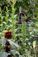 Agriframes plant support in summer garden