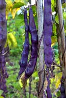 Phaseolus vulgaris 'Purple Prize'